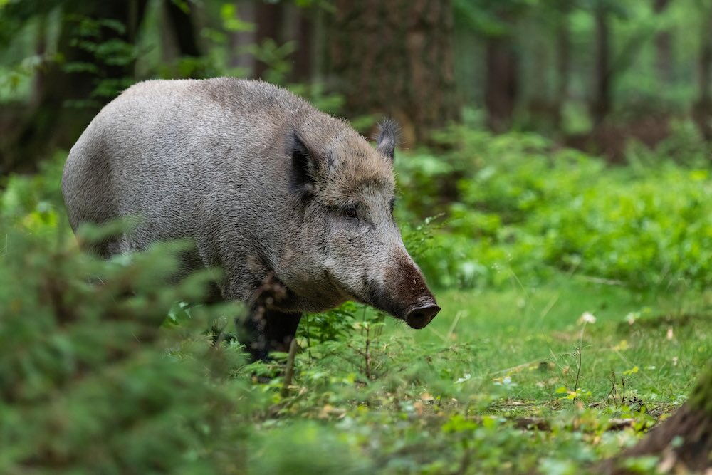 Wildschwein