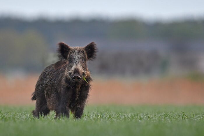 Wildschwein