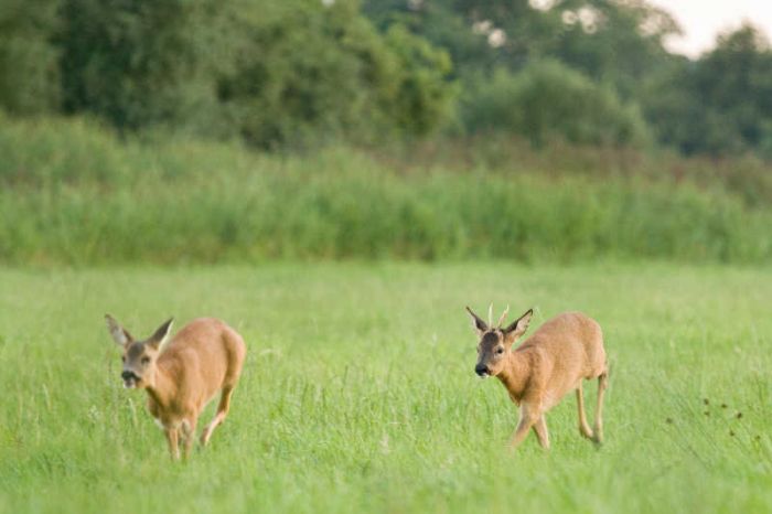 Bock treibt Ricke