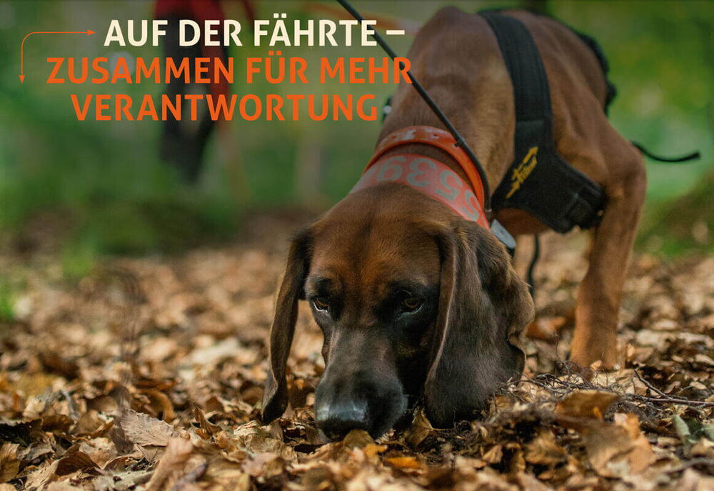 Hund