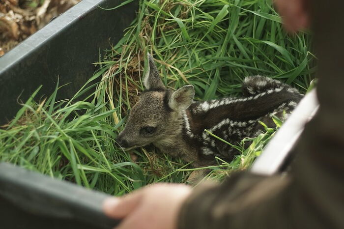 Wildtierrettung