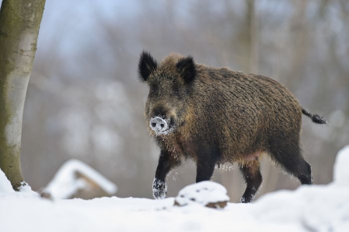 Wildschwein