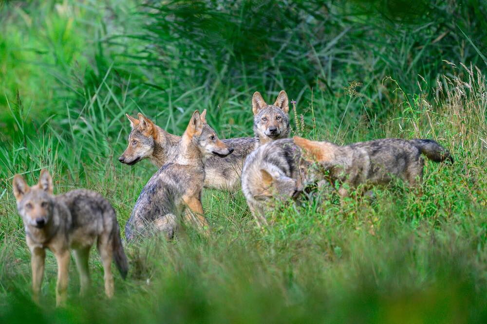 Wolfsrudel in Deutschland