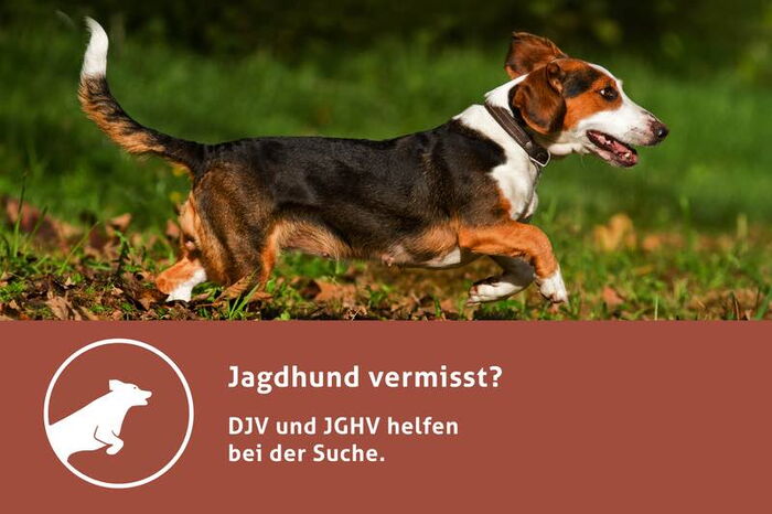 Jagdhund vermisst