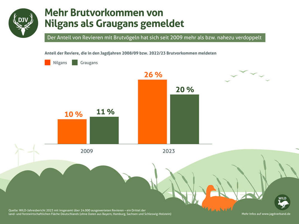 Nilgans Statistik