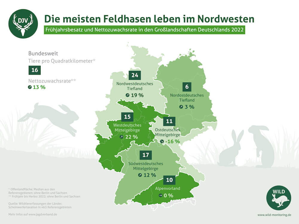 Grafik Feldhasen