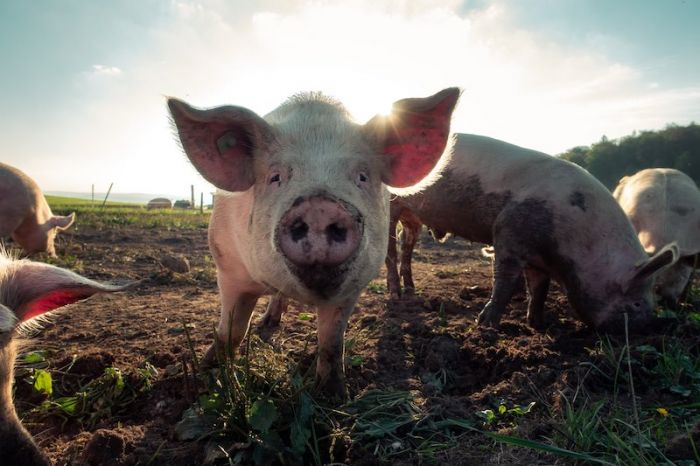 Schweinehaltung im Freiland