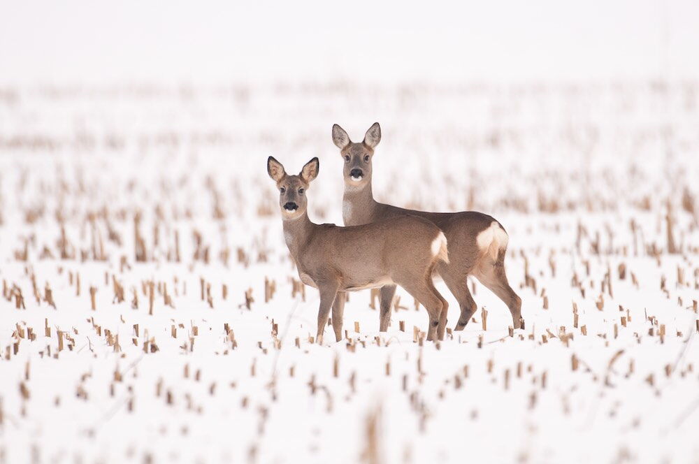 Rehwild im Winter