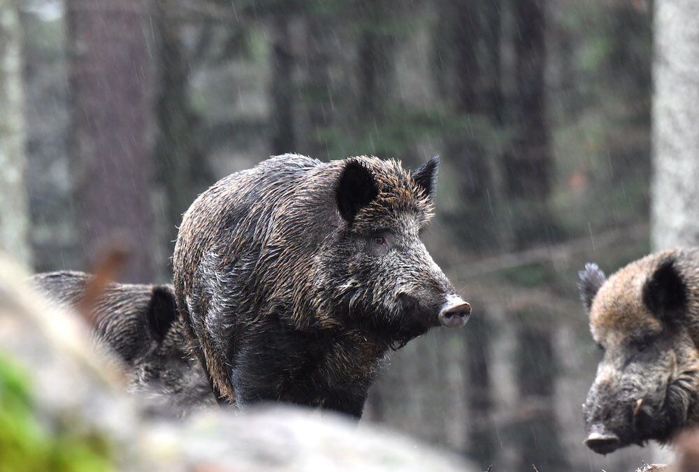 Wildschweine