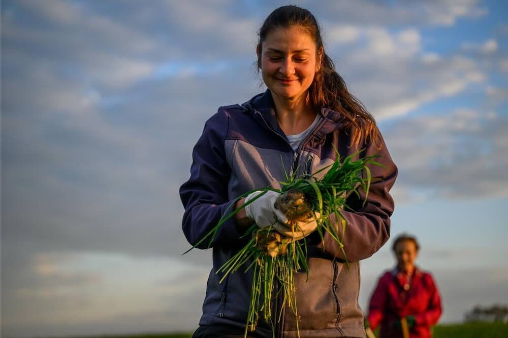 Junger Feldhase wird gerettet