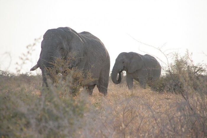 Elefanten in Namibia