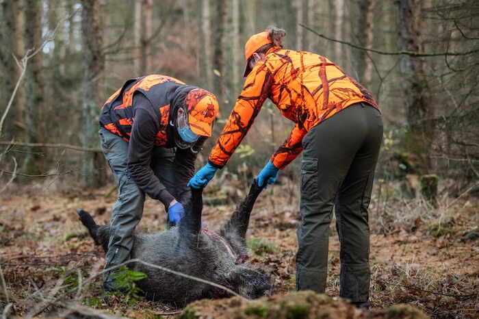 Wildschwein wird aufgebrochen