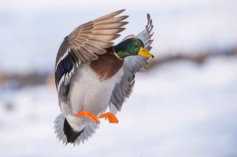 Stockente