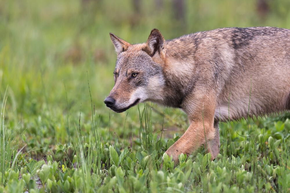 Wolf