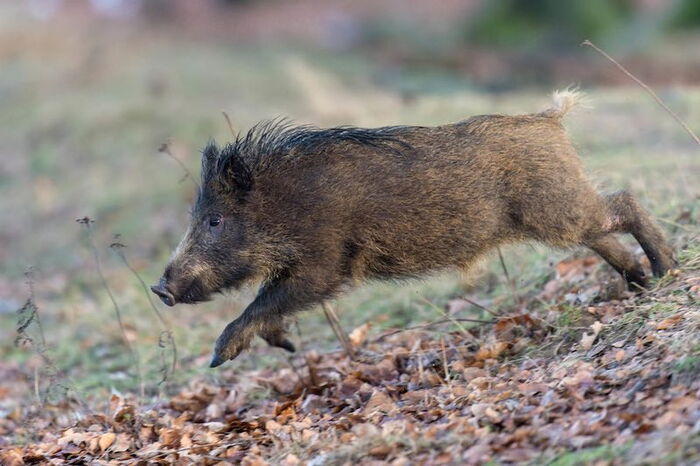 Wildschwein