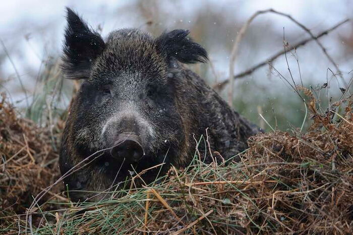 Wildschwein