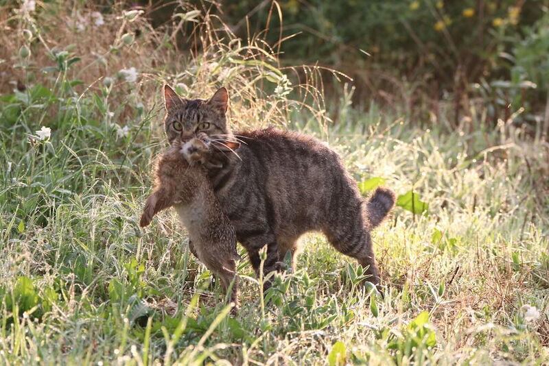 Wildernde Hauskatze