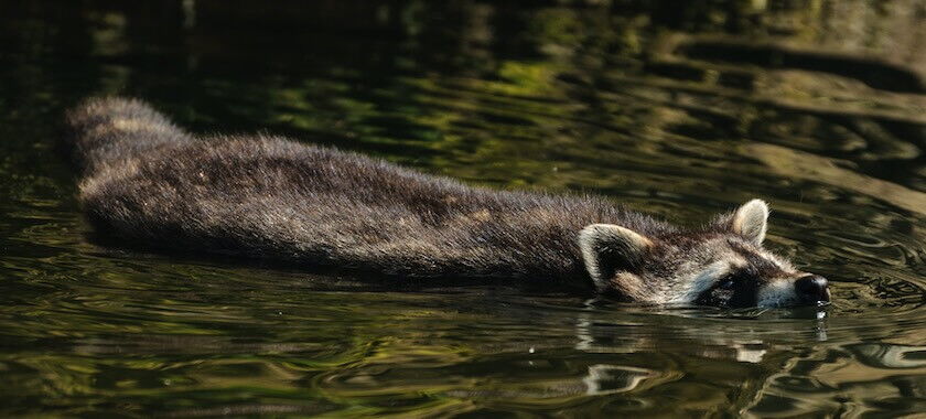 Waschbär