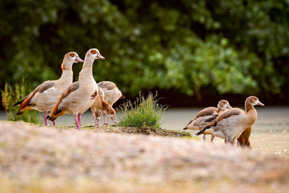 Nilgans
