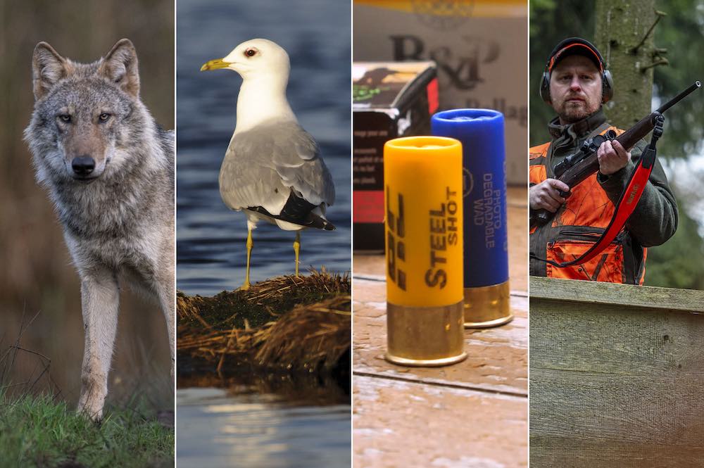 Wolf, Vogelbejagung, bleifreie Schrotmunition oder Waffengesetz
